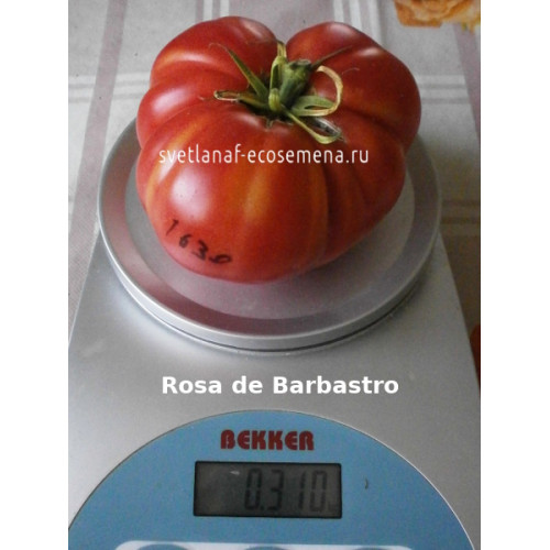 Rosa de Barbastro (Розовый из Барбастро)
