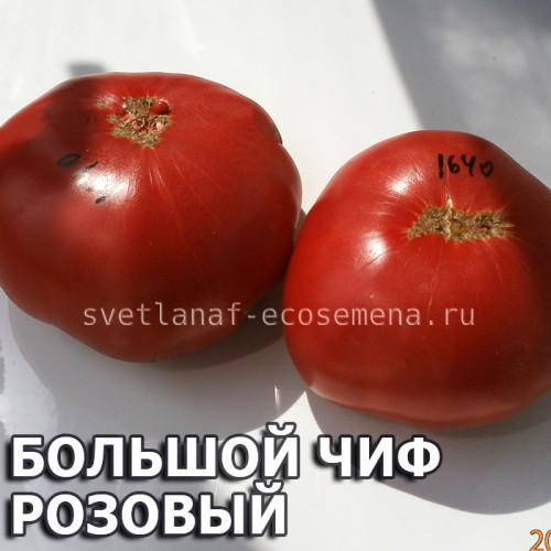 Big Cheef Pink Potato Leaf (Большой чиф розовый Картофельный лист)