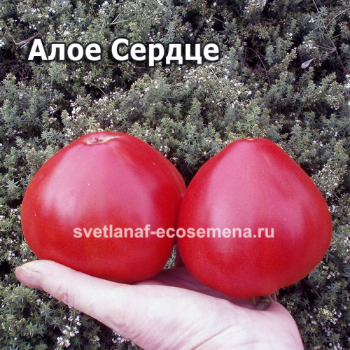 Dwarf Scarlet  Heart (Алое Сердце)