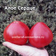 Dwarf Scarlet  Heart (Алое Сердце)