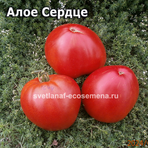 Dwarf Scarlet  Heart (Алое Сердце)