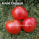 Dwarf Scarlet  Heart (Алое Сердце)