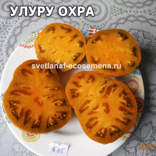 Dwarf Uluru Ochre (гном Улуру охра)
