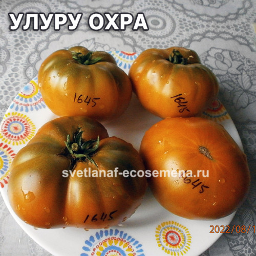 Dwarf Uluru Ochre (гном Улуру охра)