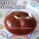 Oud Holland (Старая Голландия)