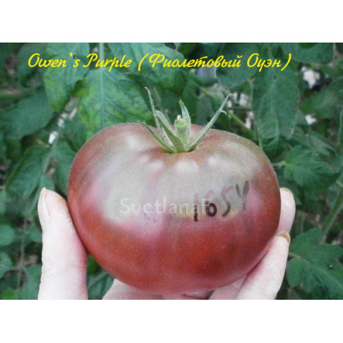 Owen's Purple (Фиолетовый Оуэн)