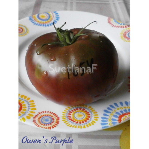 Owen's Purple (Фиолетовый Оуэн)
