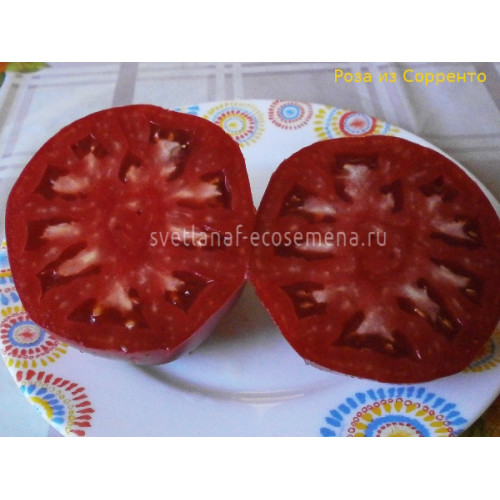 Rosa di Sorrento (Роза из Сорренто)
