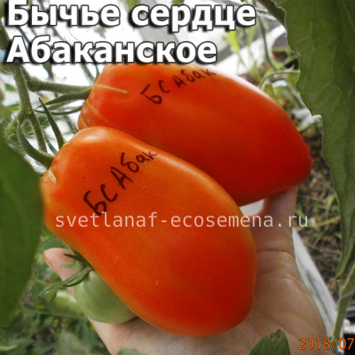 Сердце Абаканское от бабы Поли