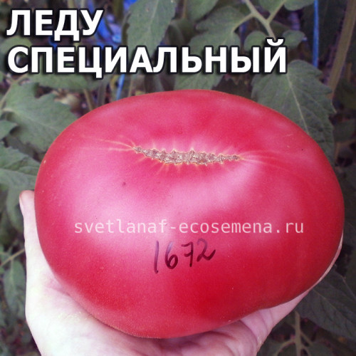 ledoux special (Леду специальный)