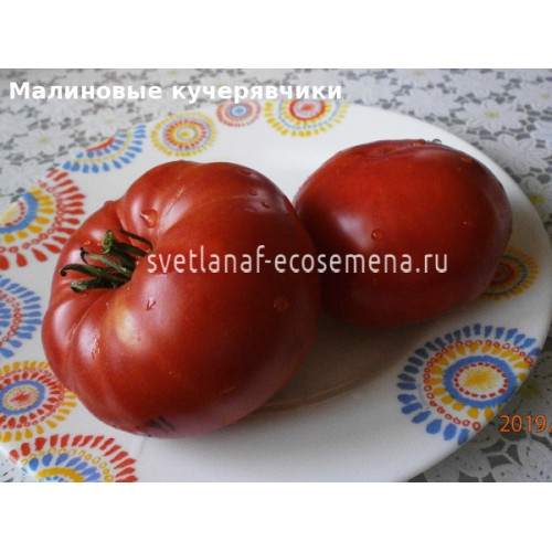 Малиновые кучерявчики