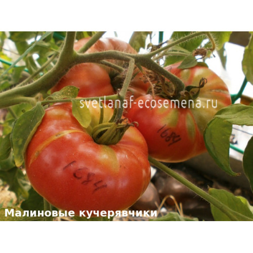 Малиновые кучерявчики