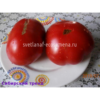 Сибирский тренд