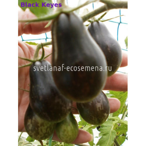 Black Keyes (Черные ключи)
