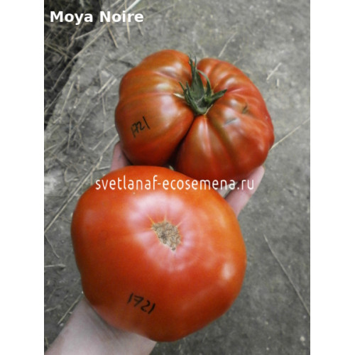 Moya Noire (Мойя Черный)