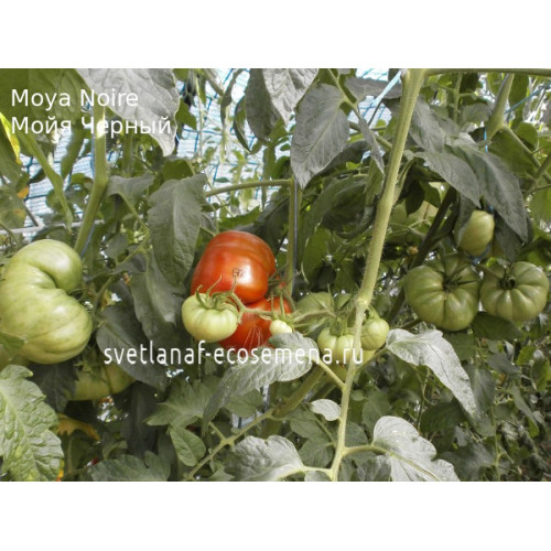 Moya Noire (Мойя Черный)