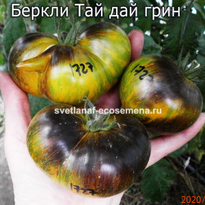 Беркли Тай дай грин