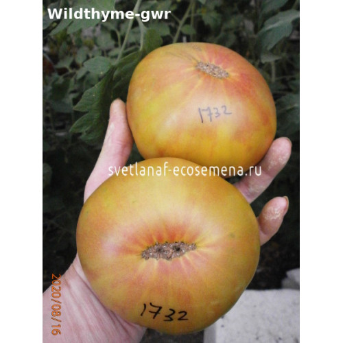 Wild thyme GWR (Дикий тимьян)