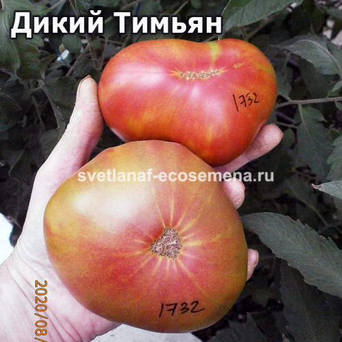 Wild thyme GWR (Дикий тимьян)