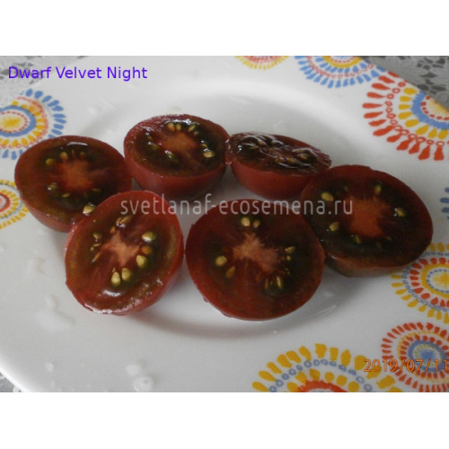 Dwarf Velvet Night (Бархатная ночь)