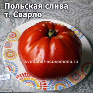 Aunt Swarlo’s Polish Plum (Польская слива т. Сварло)