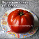 Aunt Swarlo’s Polish Plum (Польская слива т. Сварло)