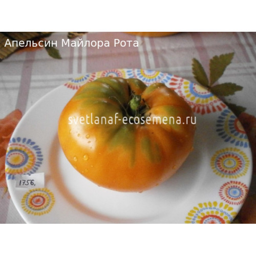 семена томата Maylor Roth’s Orange (Апельсин Майлора рота)