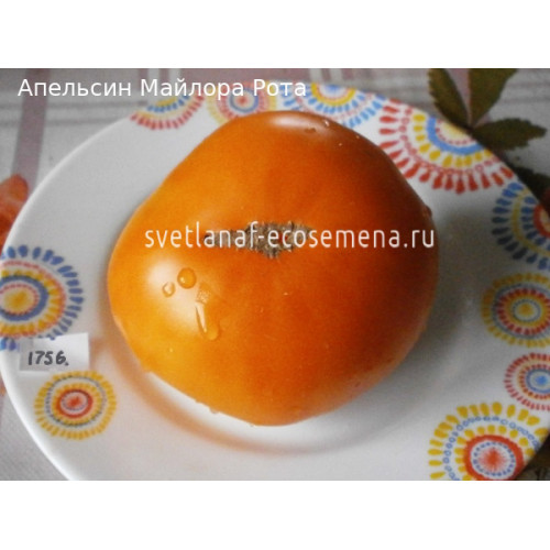 семена томата Maylor Roth’s Orange (Апельсин Майлора рота)