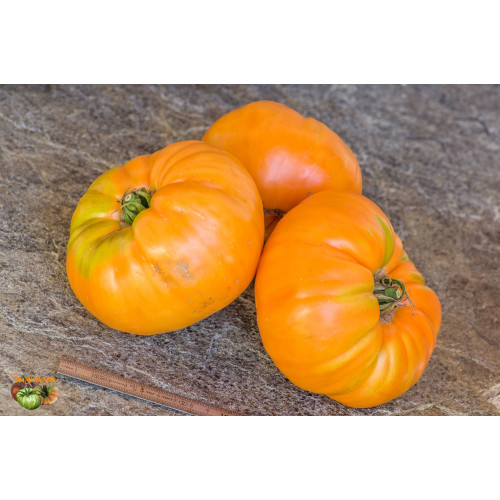 семена томата Maylor Roth’s Orange (Апельсин Майлора рота)