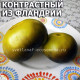 Flanders contrast (Контрастный из Фландрии)
