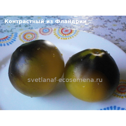 Flanders contrast (Контрастный из Фландрии)