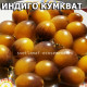 Indigo kumquat (Индиго кумкват)