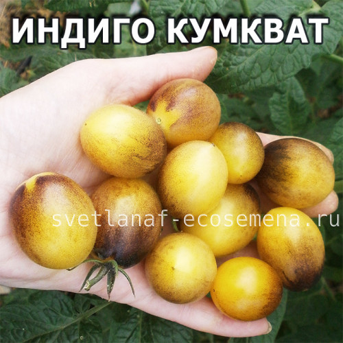 Indigo kumquat (Индиго кумкват)