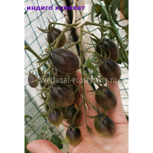 Indigo kumquat (Индиго кумкват)