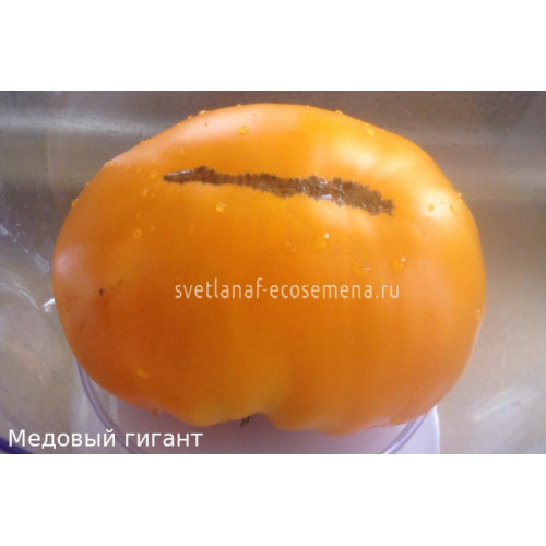 Медовый гигант