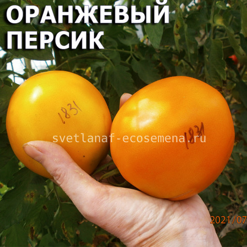 Оранжевый персик из Риги