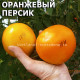 Оранжевый персик из Риги