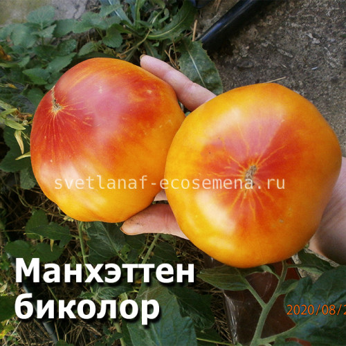 Manhattan Bicolor (Манхеттен биколор)