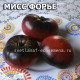 Mlle Foriers Мисс Форье