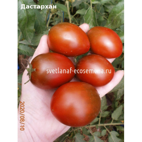 Дастархан