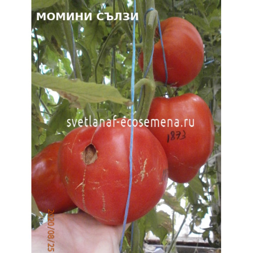 Момини сълзи