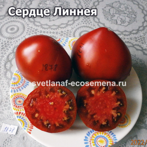Linnaeus heart (Линнея сердце)