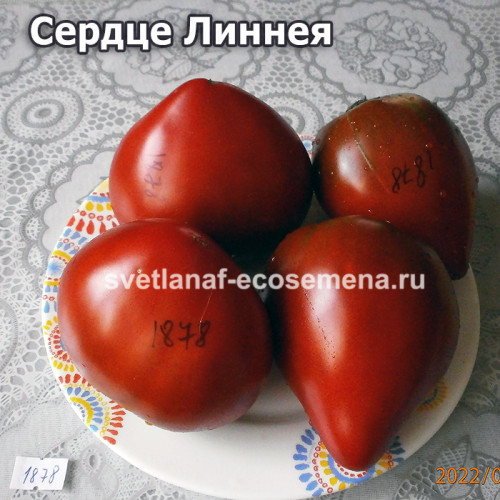 Linnaeus heart (Линнея сердце)
