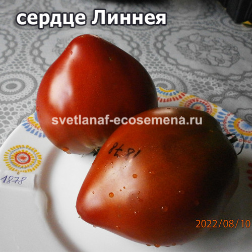 Linnaeus heart (Линнея сердце)