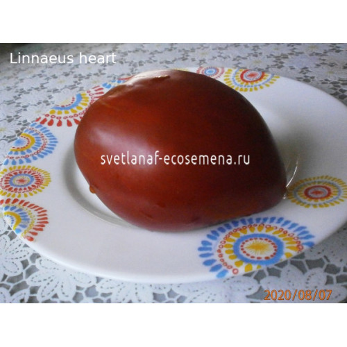 Linnaeus heart (Линнея сердце)
