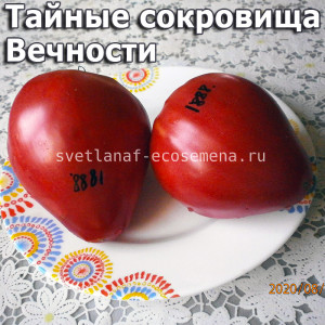 Тайные сокровища Вечности