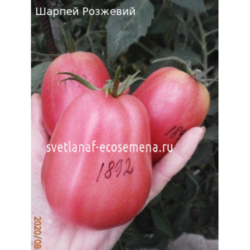 Шарпей Розжевий