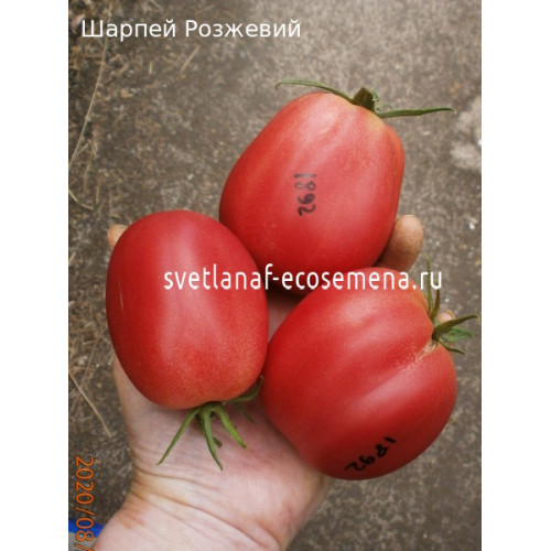 Шарпей Розжевий