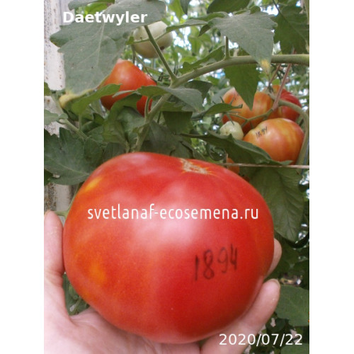 Daetwyler (Дэтвайлер )