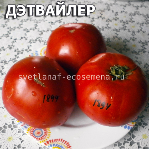 Daetwyler (Дэтвайлер )